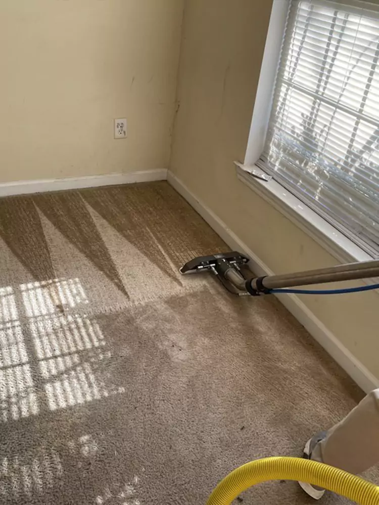 Best Carpet Cleaning Services