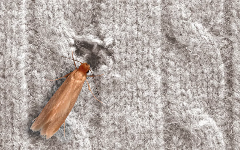 How To Get Rid Of Carpet Moths?