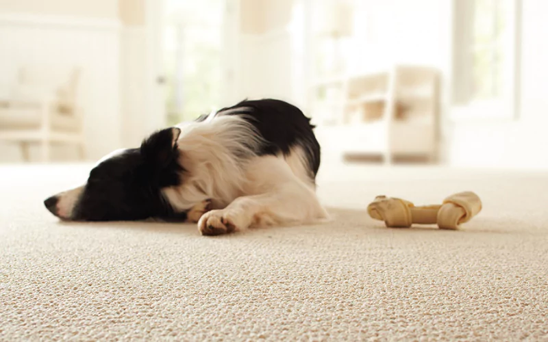 How To Remove Pet Hair From The Carpet?